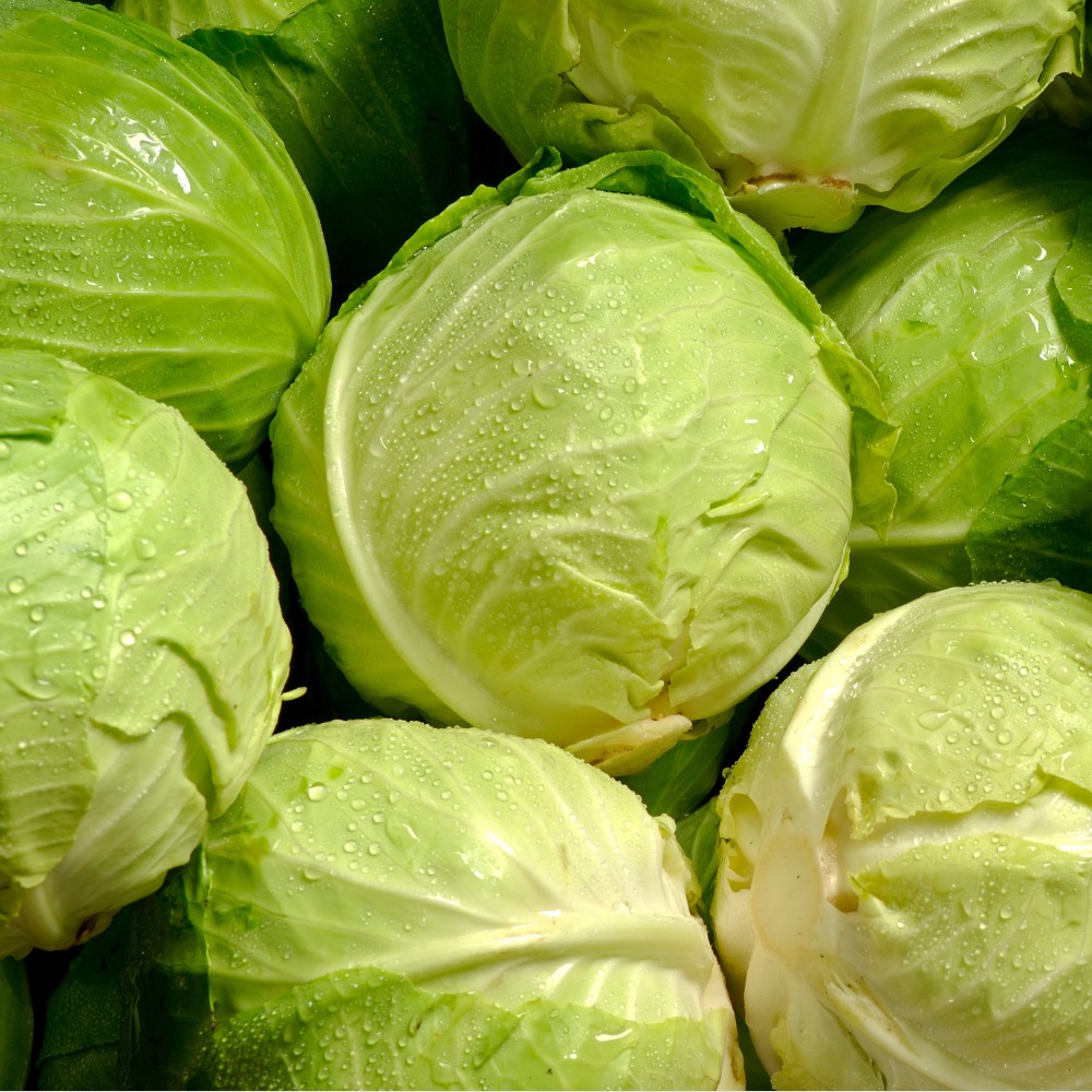 Fresh Cabbage