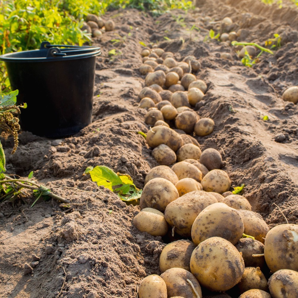 Fresh Potatoes