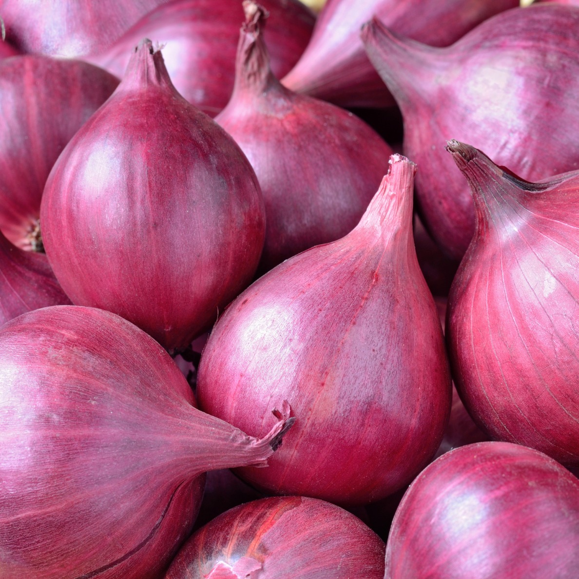 Fresh Onions