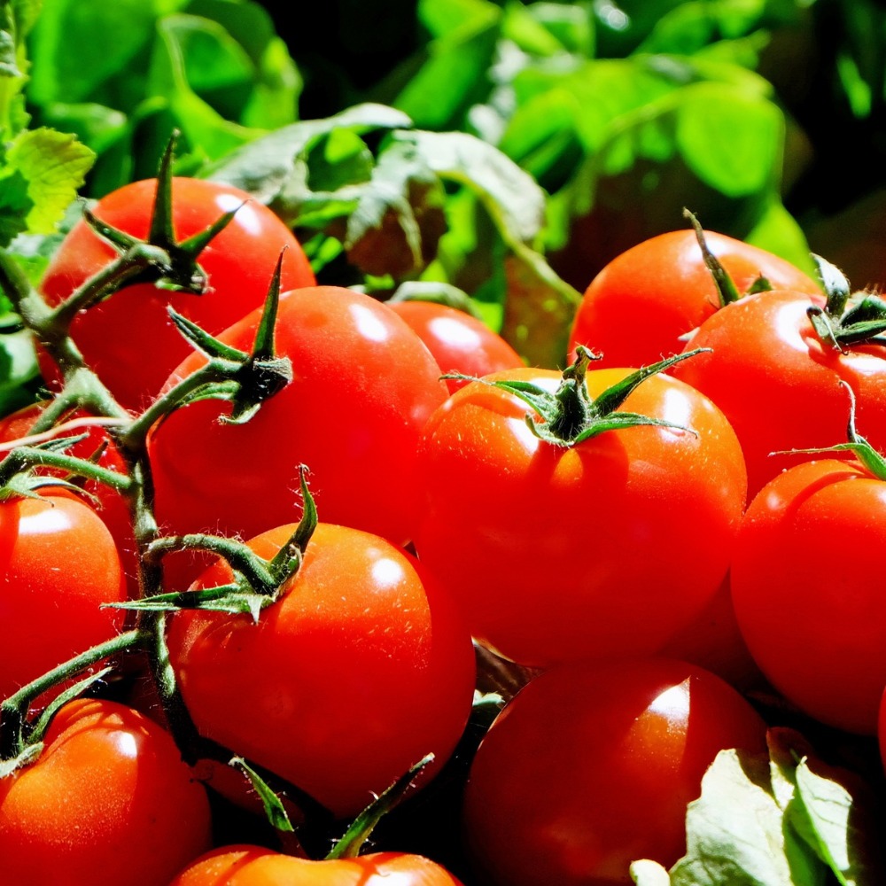 Fresh Tomatoes